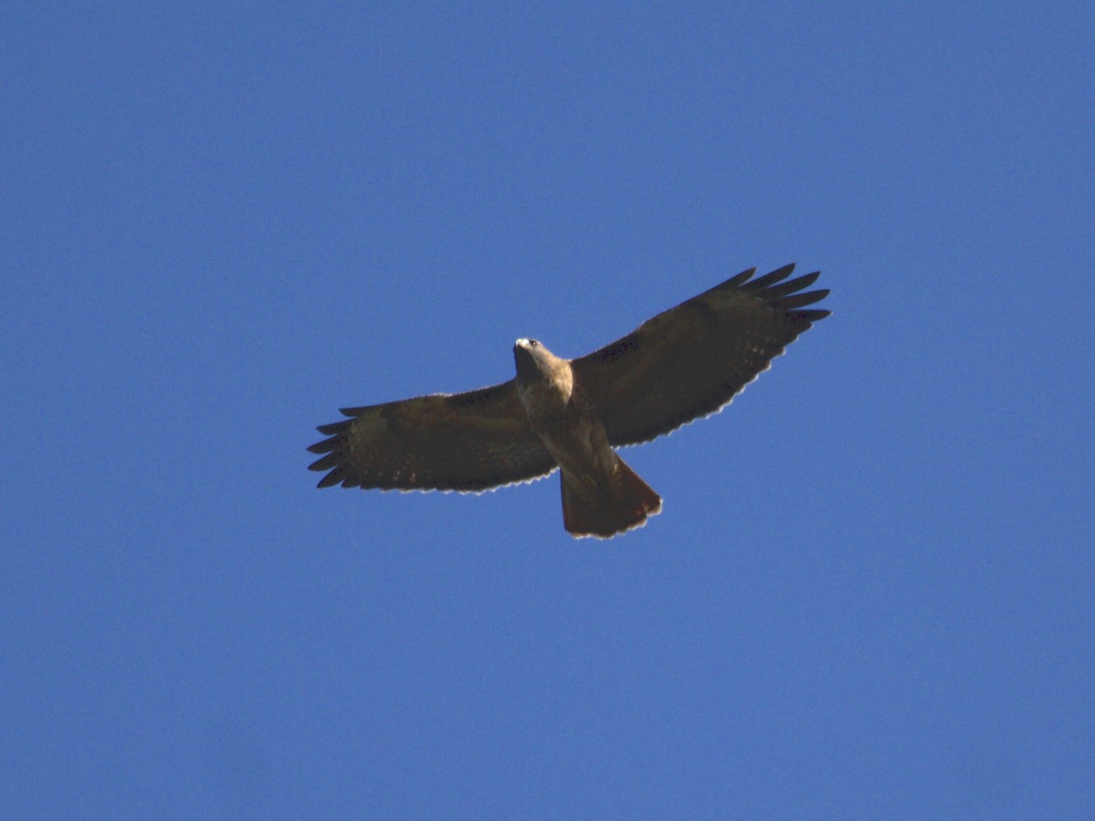 Red-tailed Hawk - ML267931901