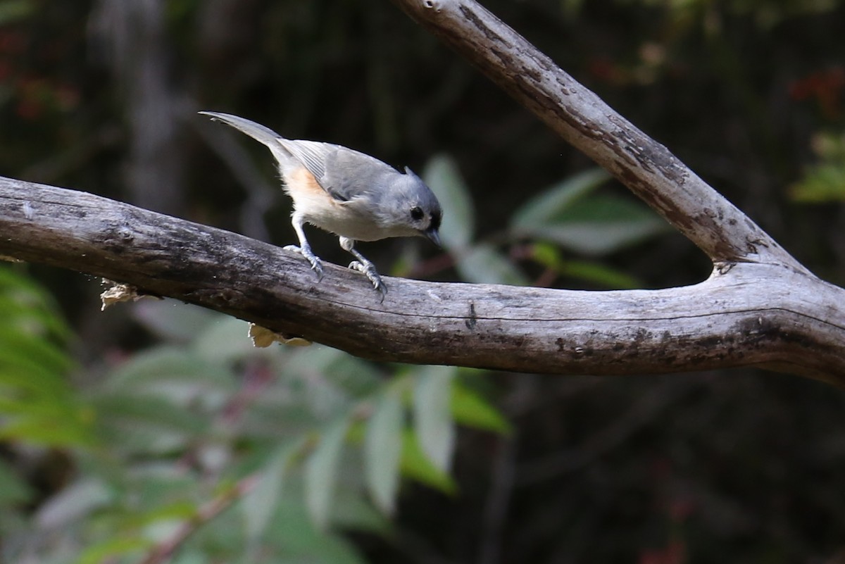 Tufted Titmouse - ML267935591