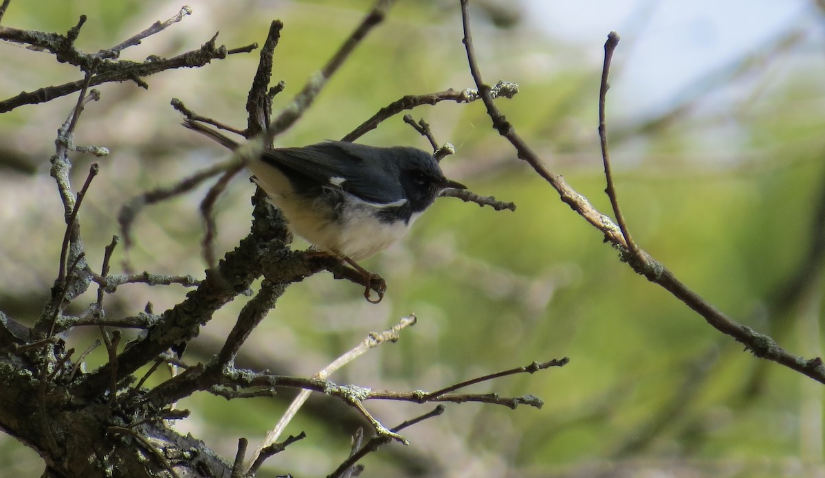 Black-throated Blue Warbler - ML267936151