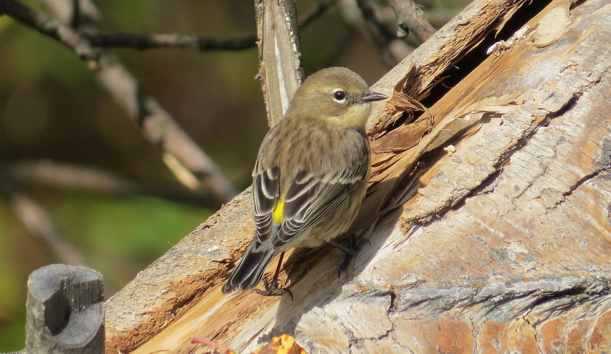 Yellow-rumped Warbler - ML267936271