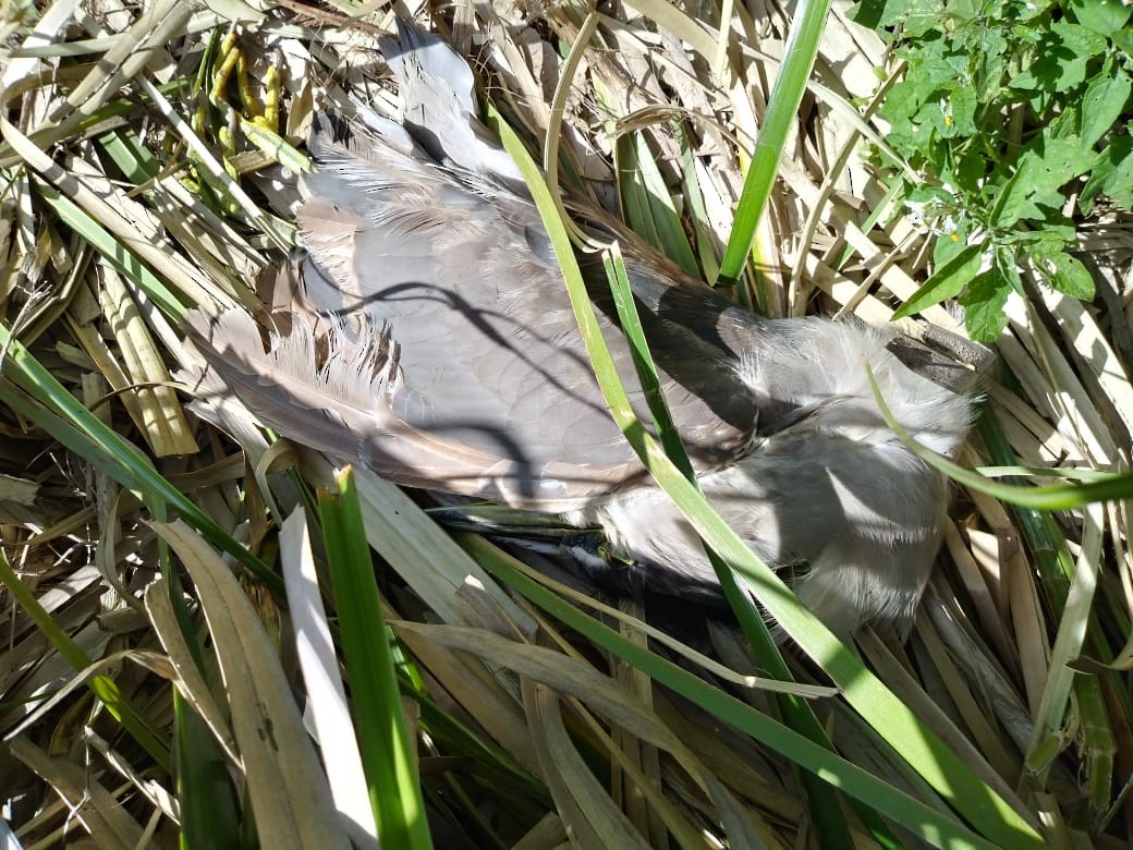 夜鷺 - ML267936311