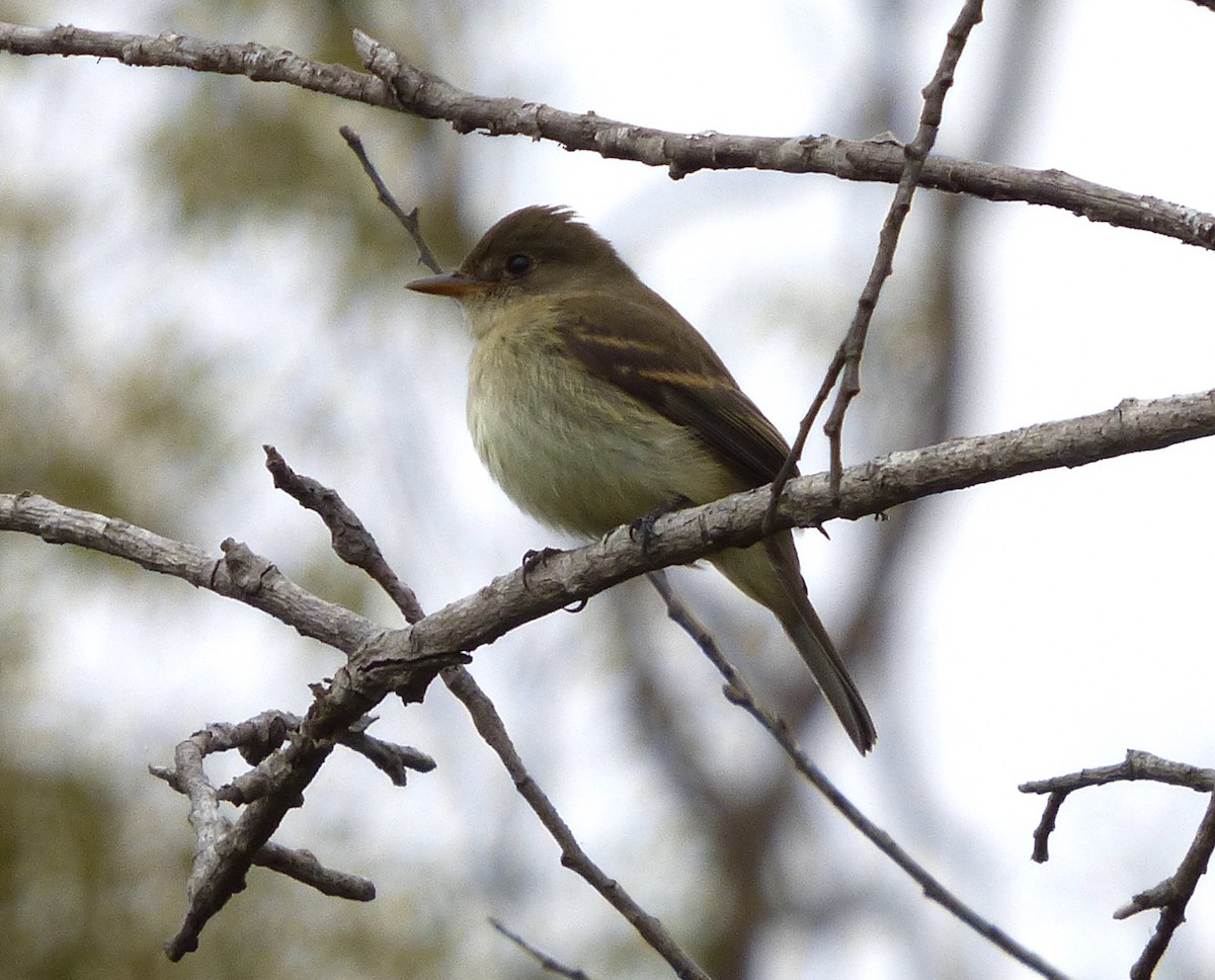 Willow Flycatcher - ML267936791