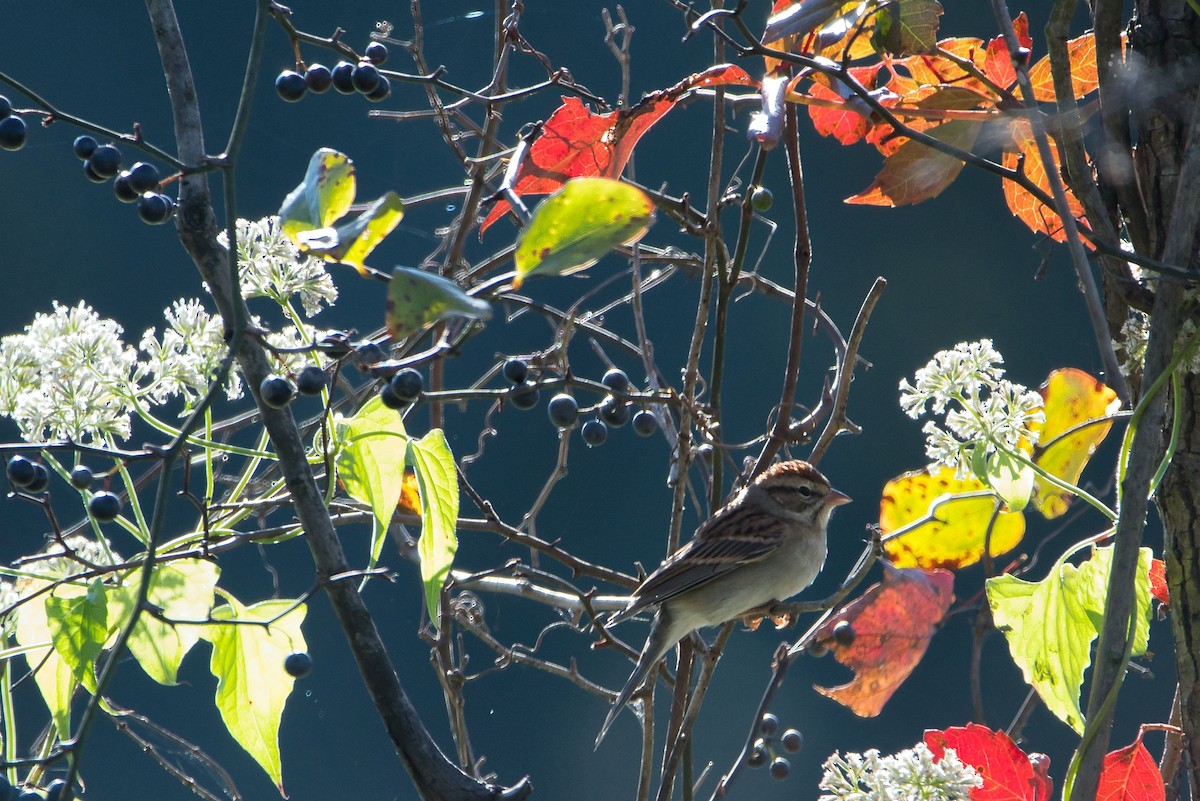 Chipping Sparrow - ML267937911