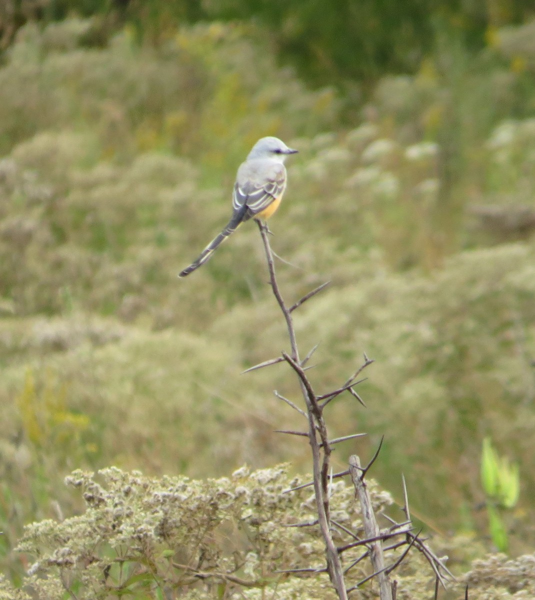 Scissor-tailed Flycatcher - ML267939001