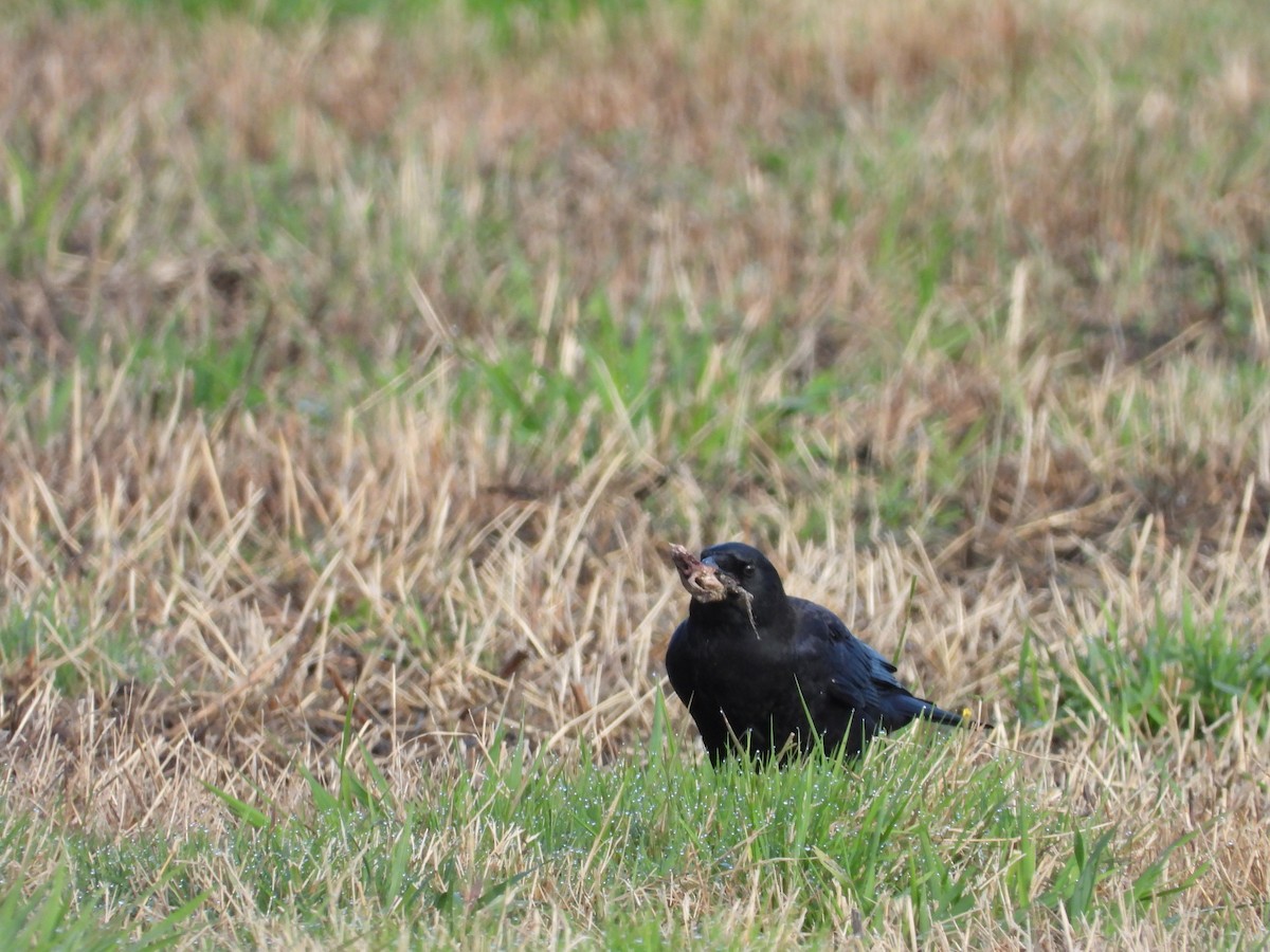 American Crow - ML267941671