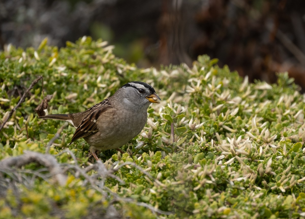 White-crowned Sparrow - Isabelle Reddy