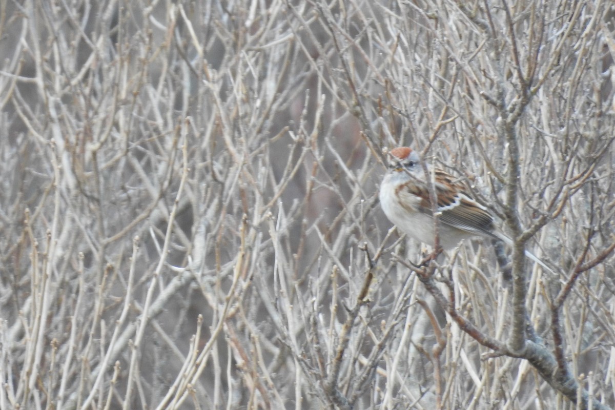 American Tree Sparrow - ML26794381