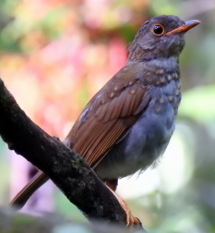 Orange-billed Nightingale-Thrush - Bill Fox