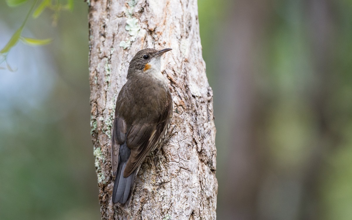 White-throated Treecreeper - ML267947191