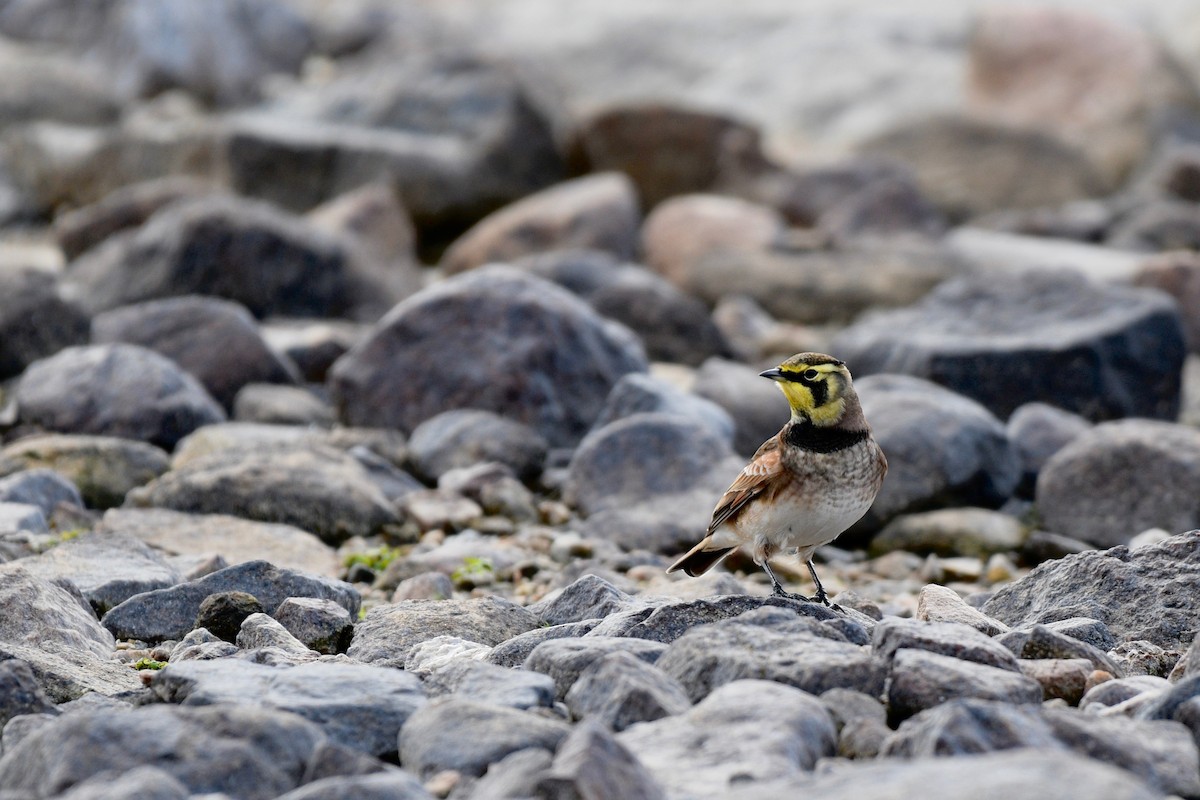 Horned Lark - Monica Siebert