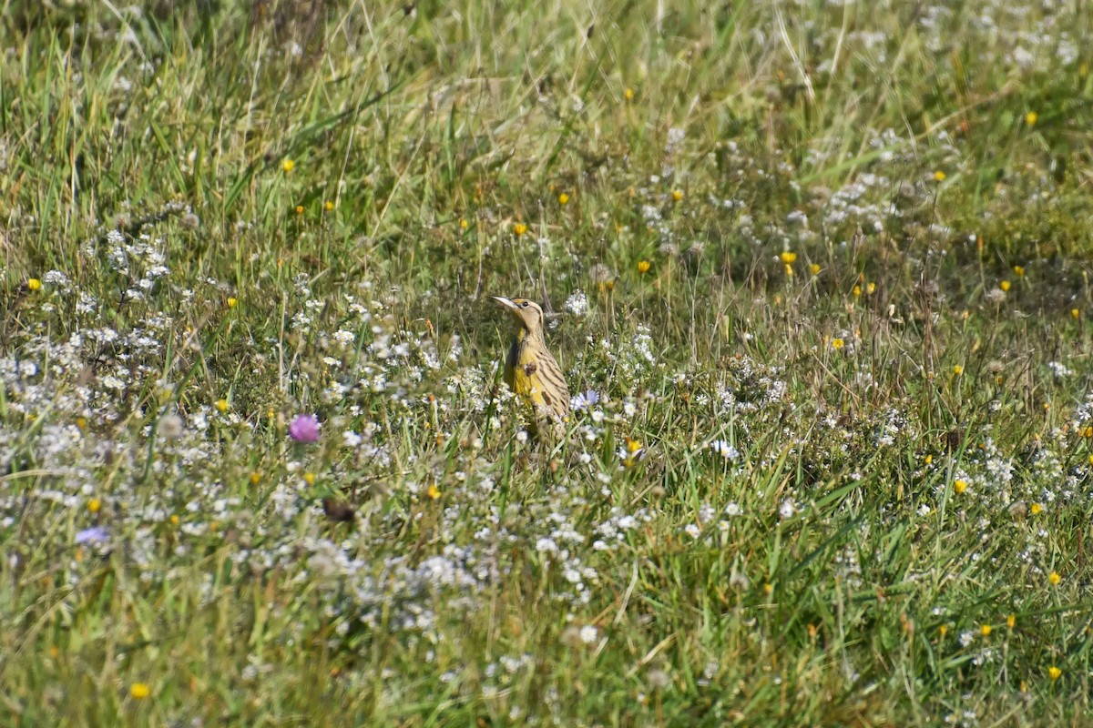 Eastern Meadowlark - ML267949401