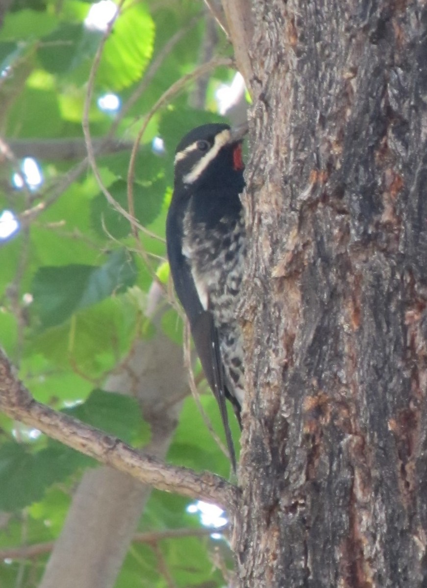 Williamson's Sapsucker - Anonymous