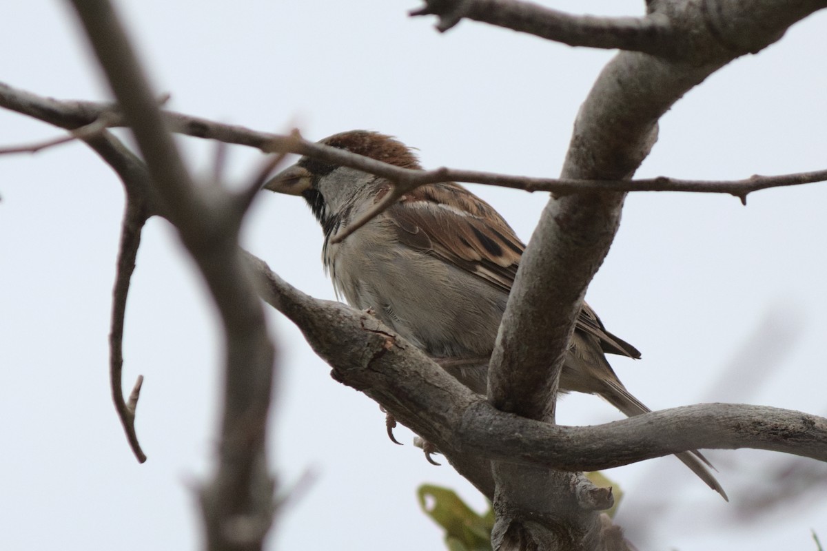 House Sparrow - Will Bennett