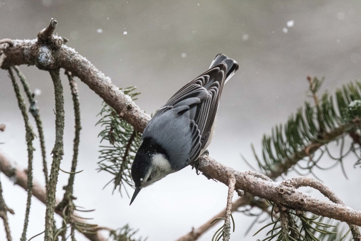 White-breasted Nuthatch (Eastern) - Steve Kelling