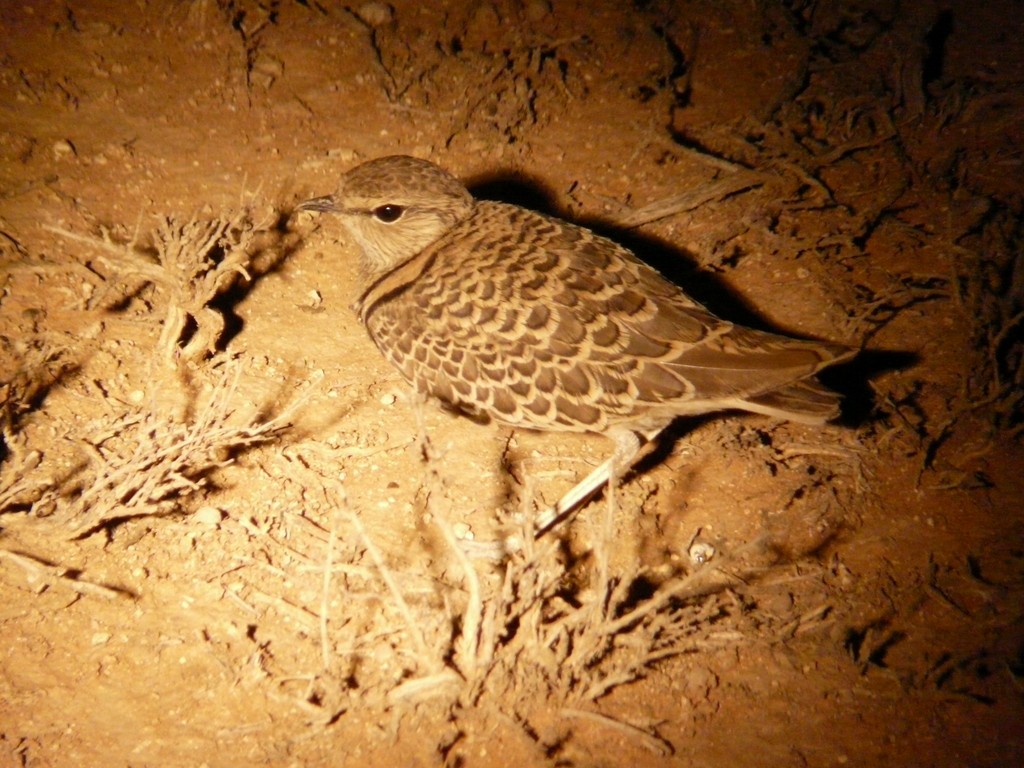 Double-banded Courser - ML26795201