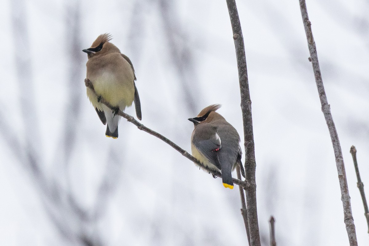 Cedar Waxwing - ML26795271