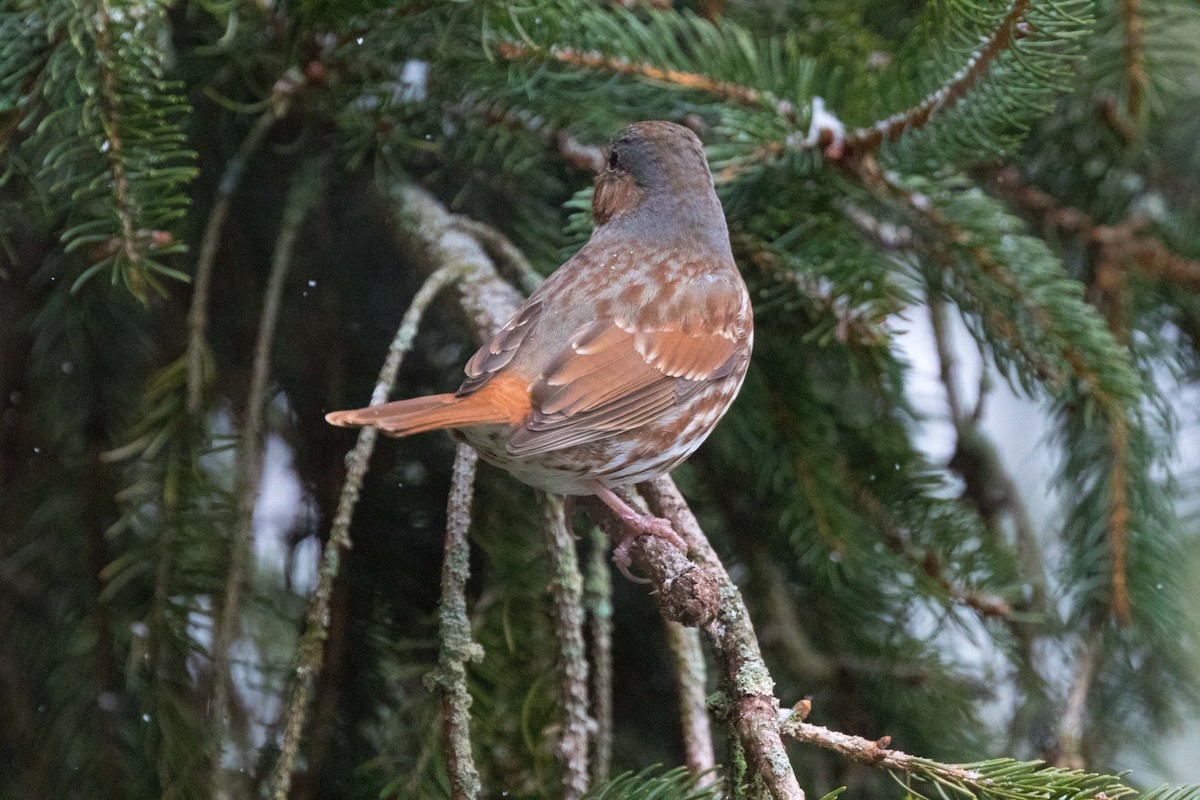 Fox Sparrow (Red) - Steve Kelling