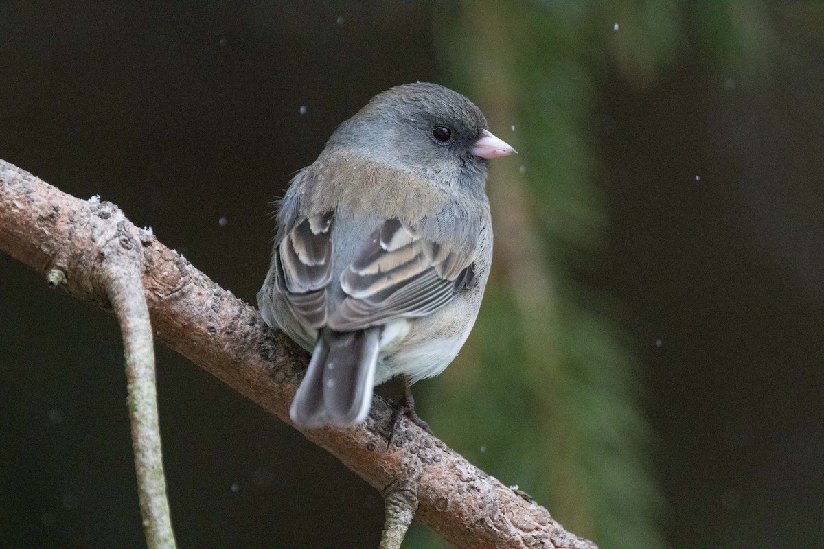 Kara Gözlü Junko (hyemalis/carolinensis) - ML26795411