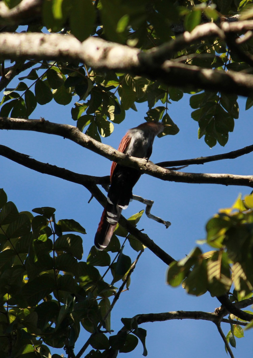 Squirrel Cuckoo - ML267955161