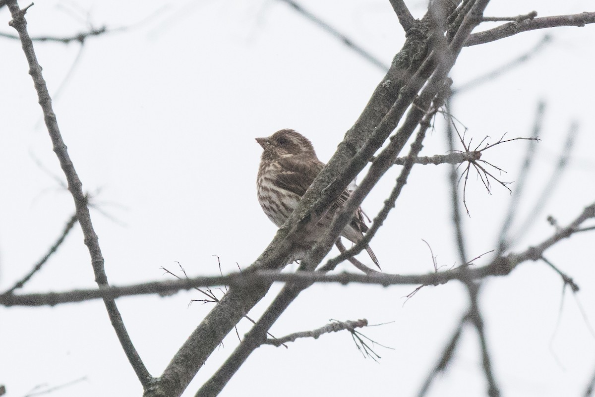 Purple Finch (Eastern) - ML26795521