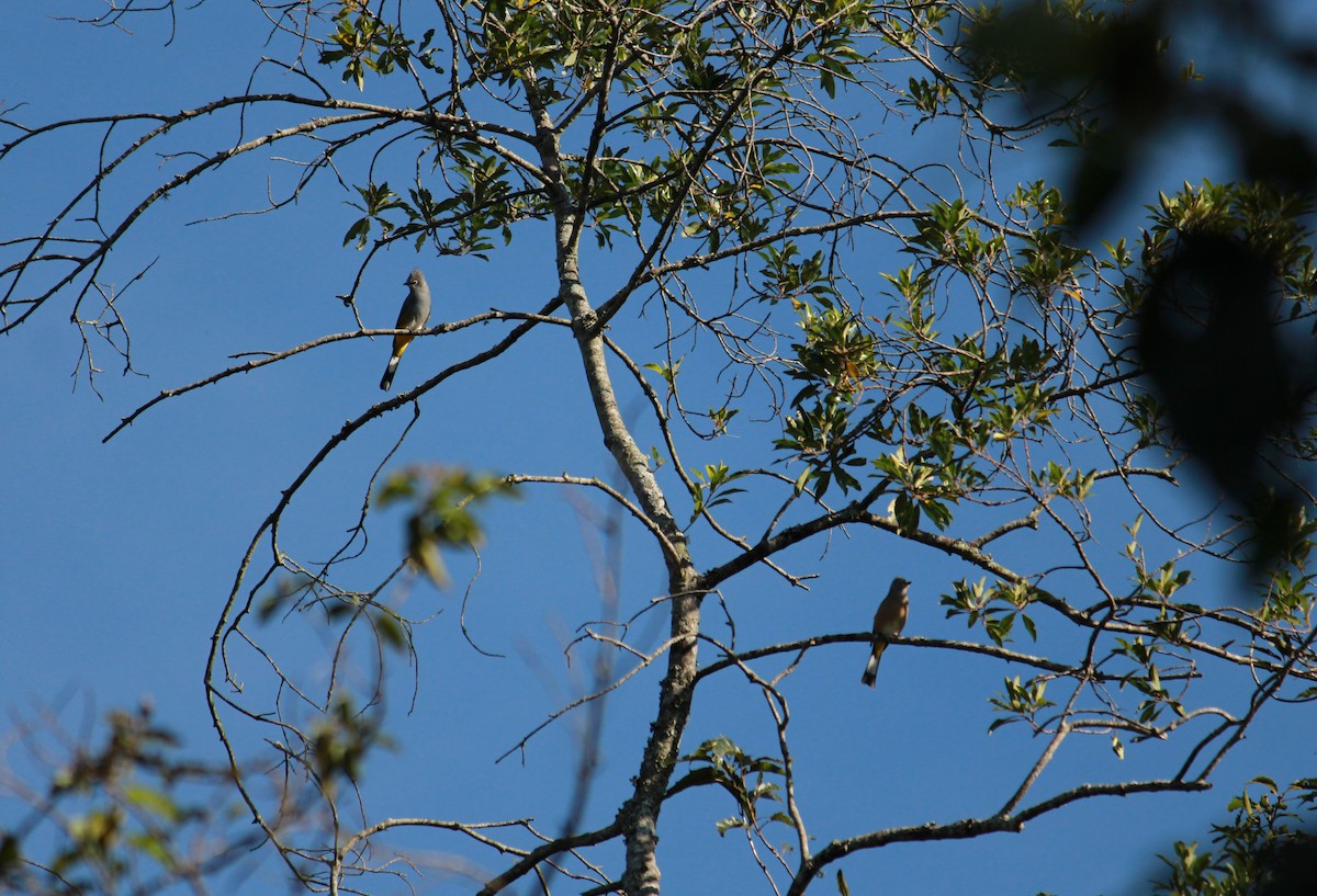 Gray Silky-flycatcher - ML267955441