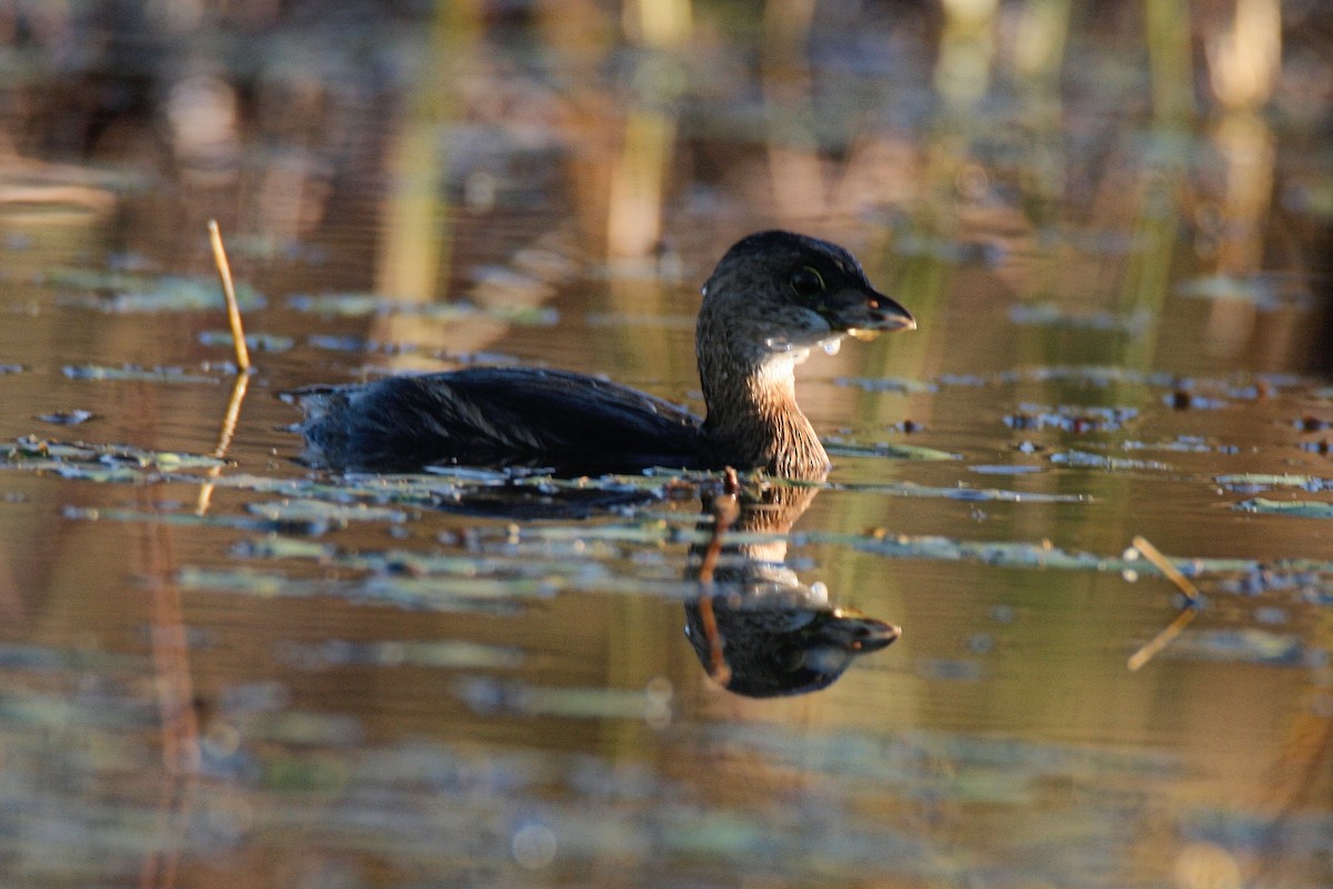 Pied-billed Grebe - Zachary Holderby