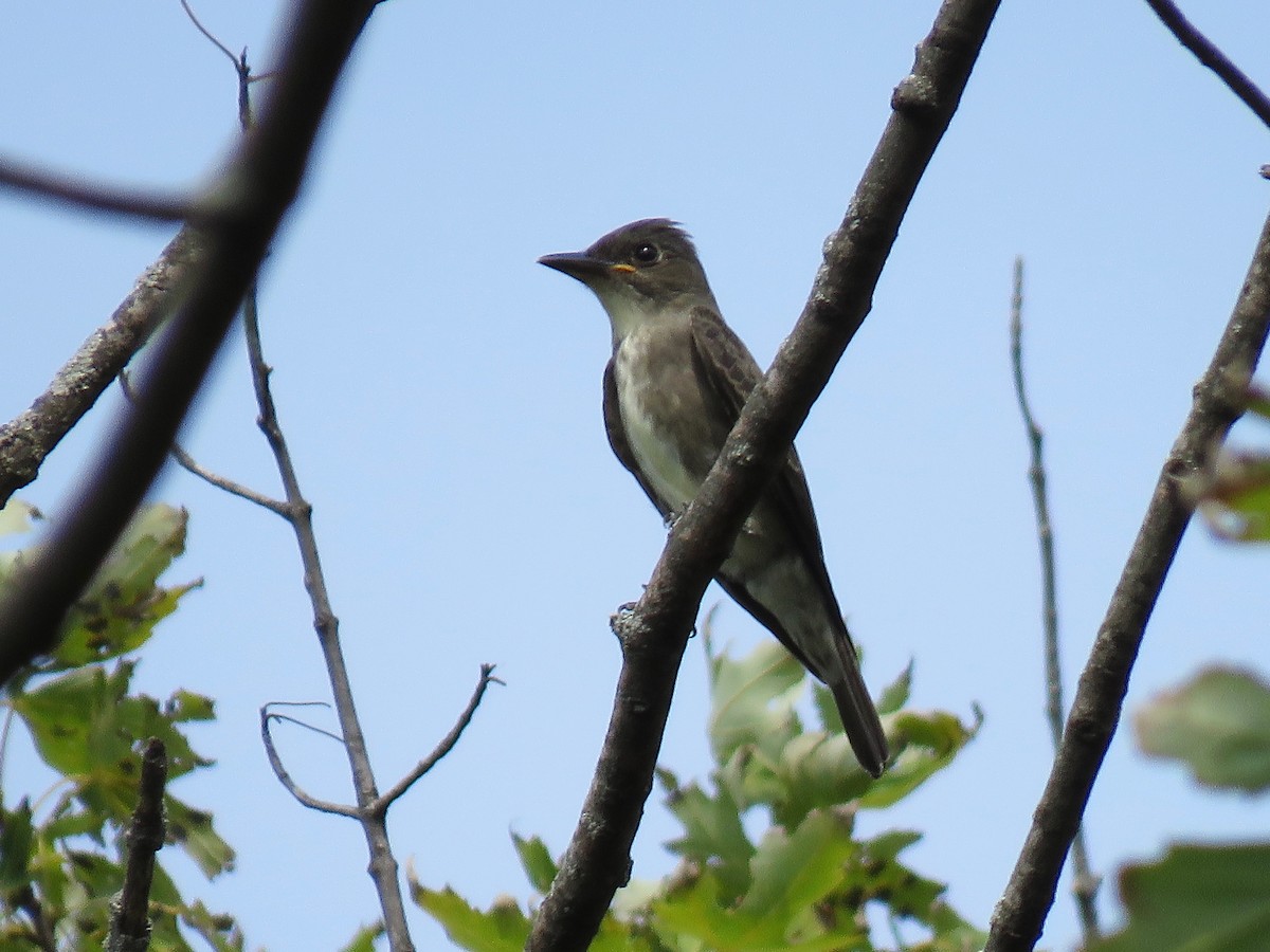 Olive-sided Flycatcher - ML267959241