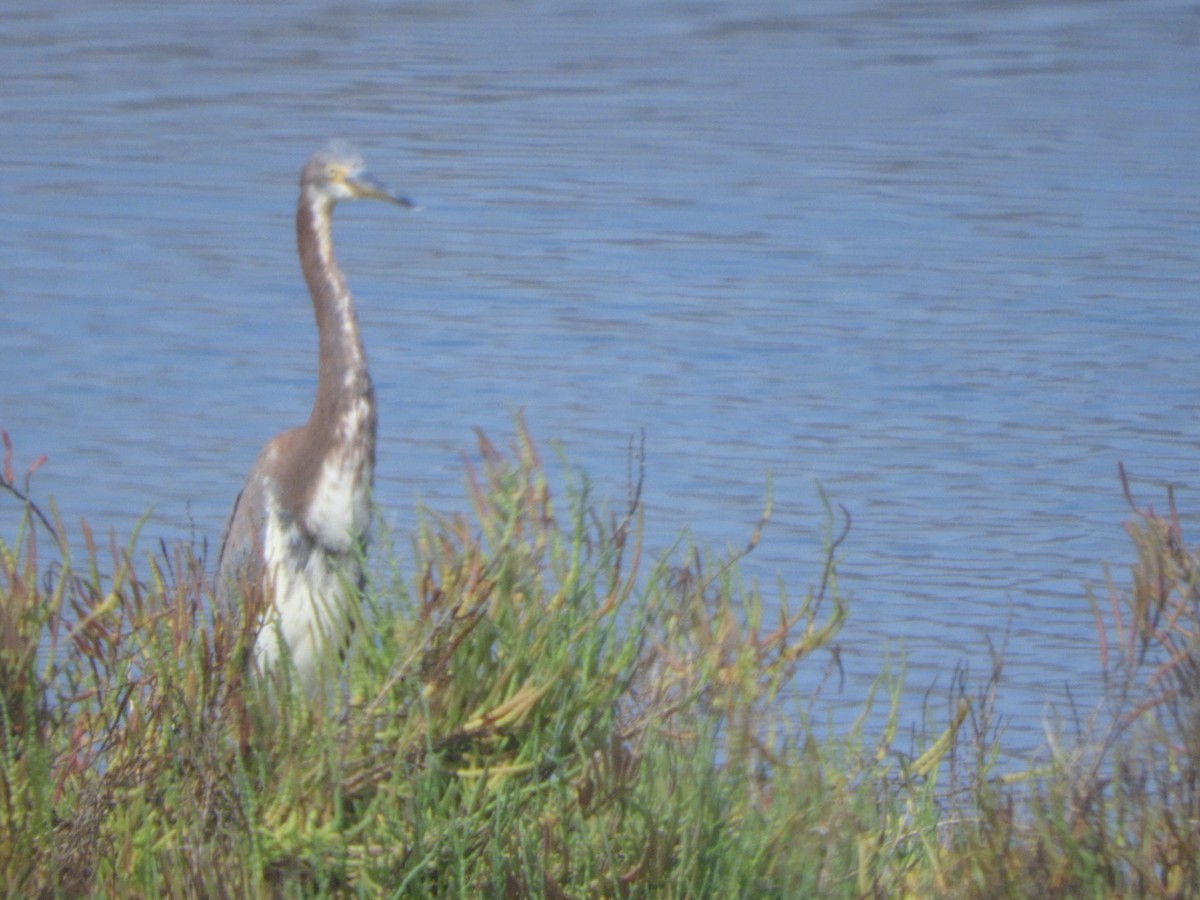 Tricolored Heron - ML267961691