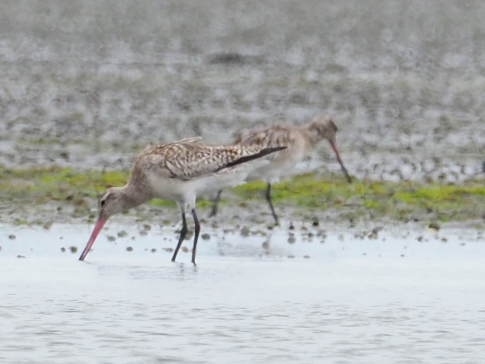 Bar-tailed Godwit - ML267963771