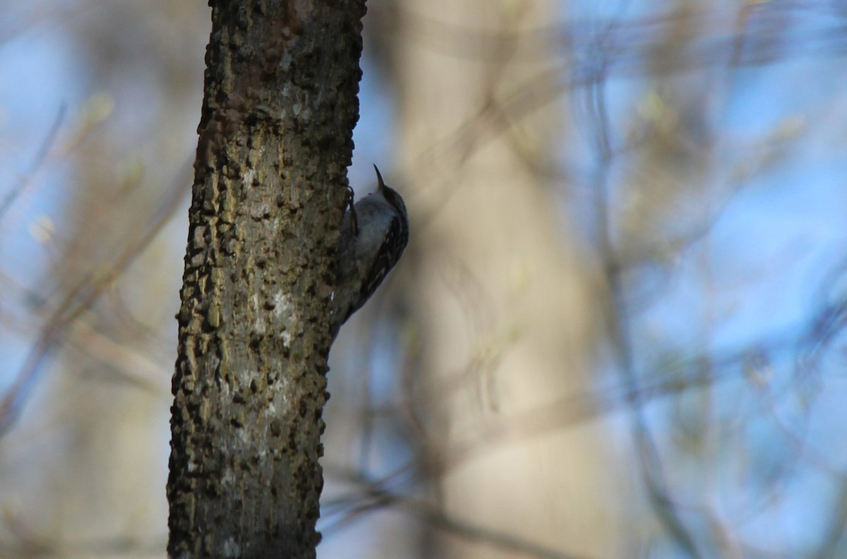 Brown Creeper - ML26796421