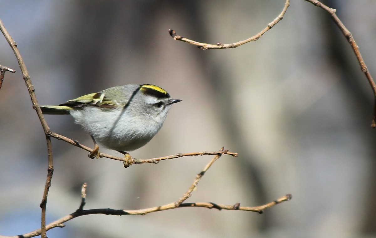 Golden-crowned Kinglet - ML26796451