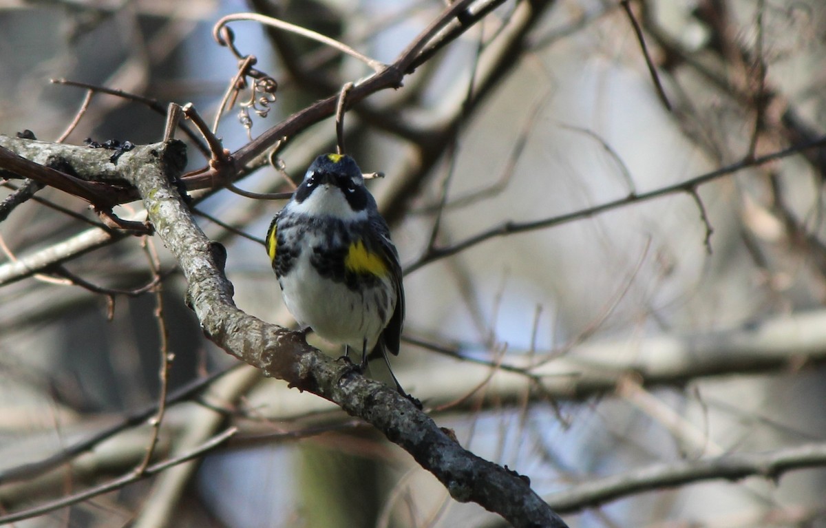 Yellow-rumped Warbler (Myrtle) - ML26796461