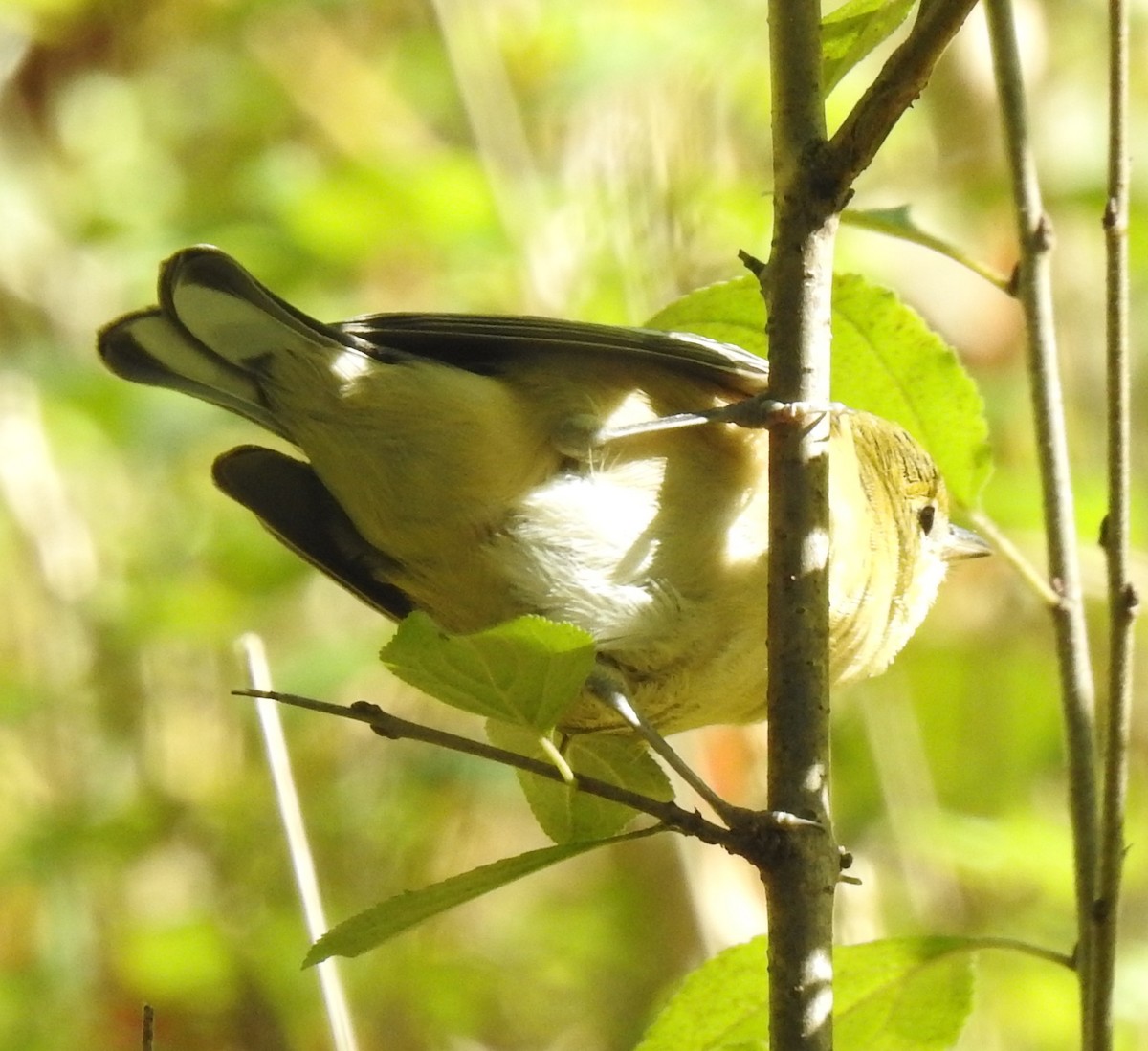 Palm Warbler - ML267966031