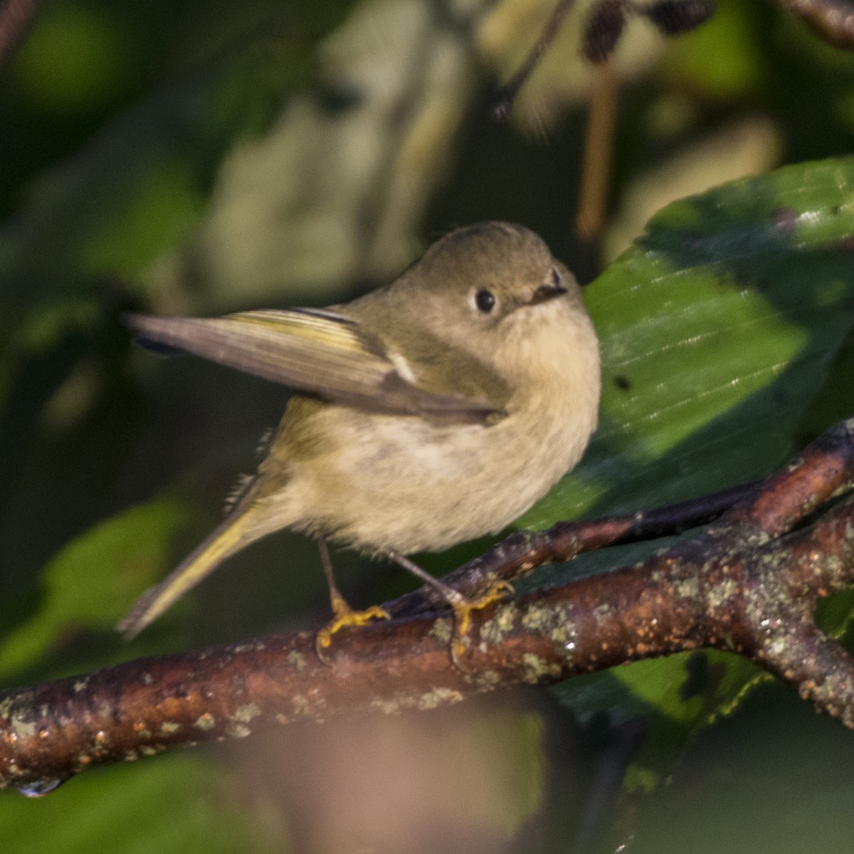 Ruby-crowned Kinglet - ML267966111