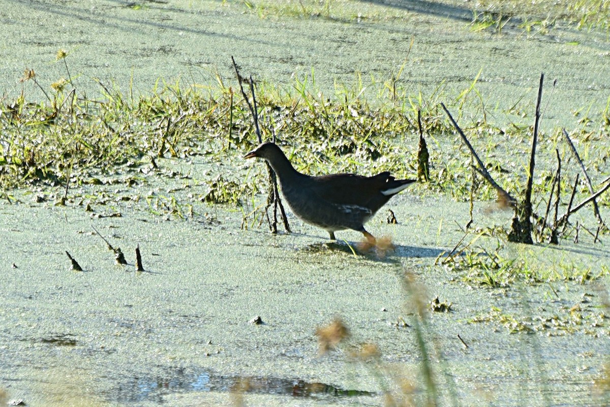 Common Gallinule - ML267967161