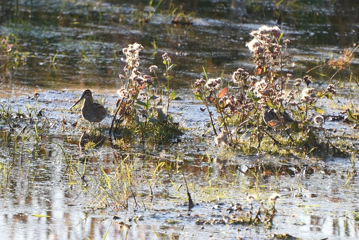 Wilson's Snipe - ML267967251