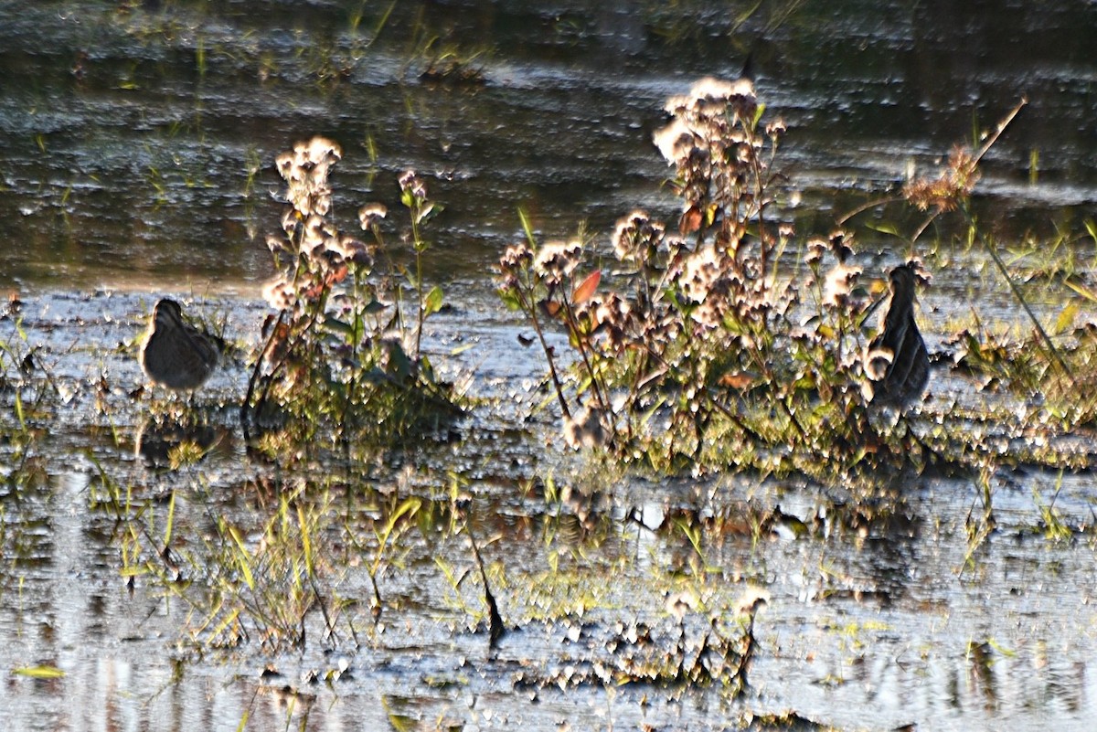 Wilson's Snipe - ML267967341