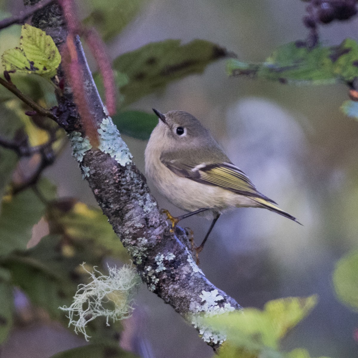 Ruby-crowned Kinglet - ML267967611