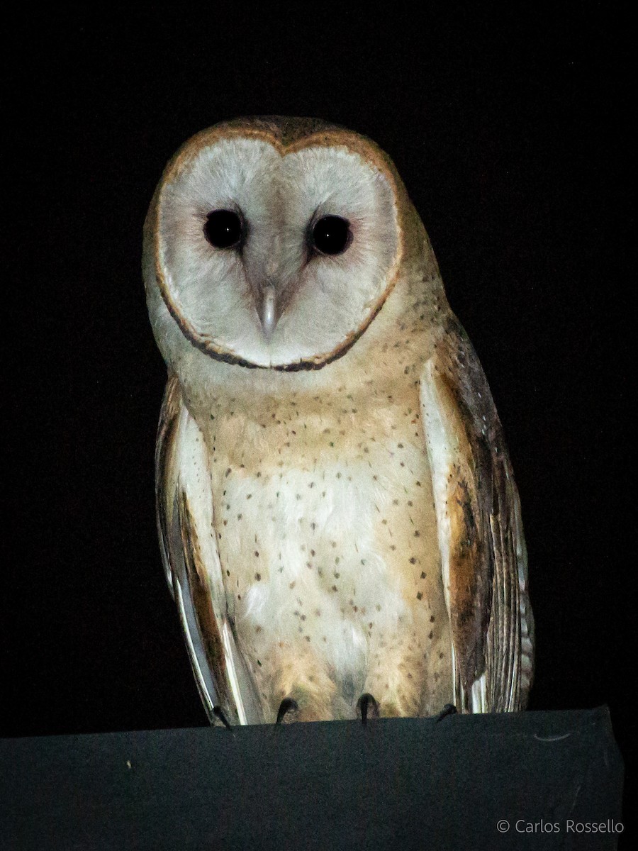 Barn Owl - Carlos Rossello