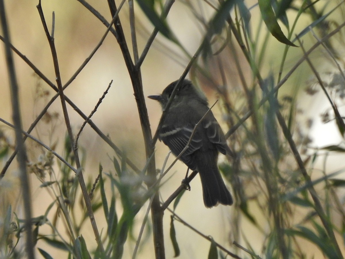 Western Flycatcher (Pacific-slope) - ML267972891