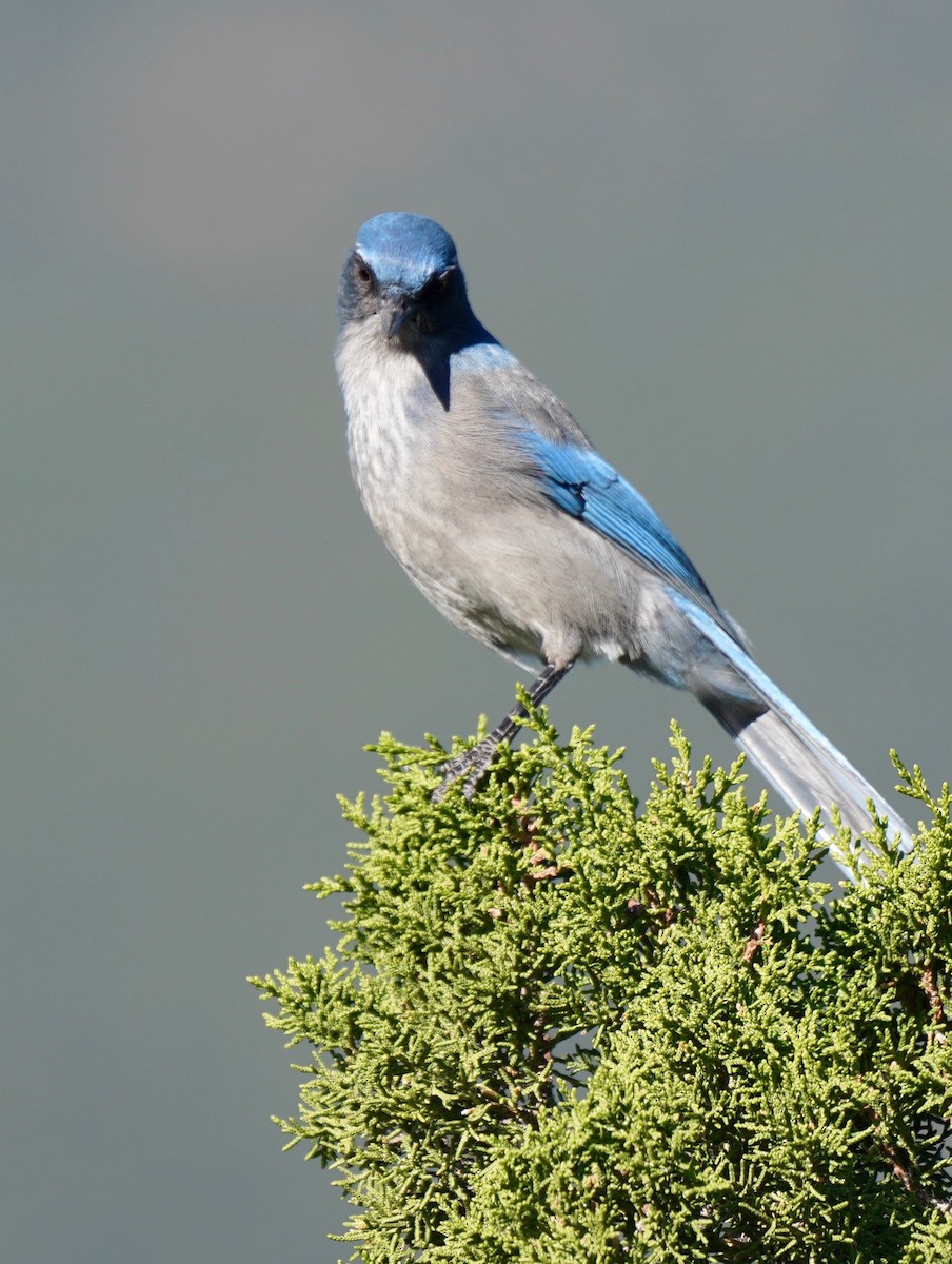 Woodhouse's Scrub-Jay - ML267973621