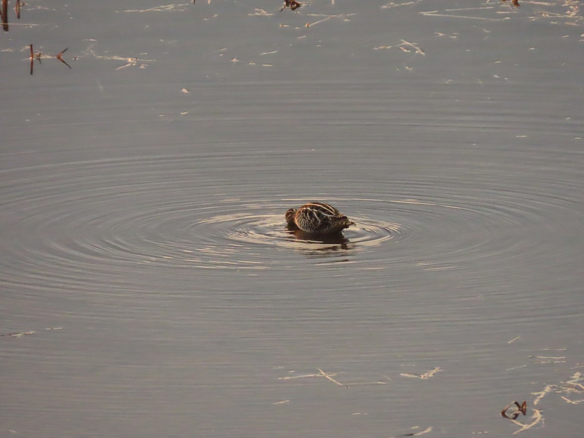 Wilson's Snipe - ML267974271