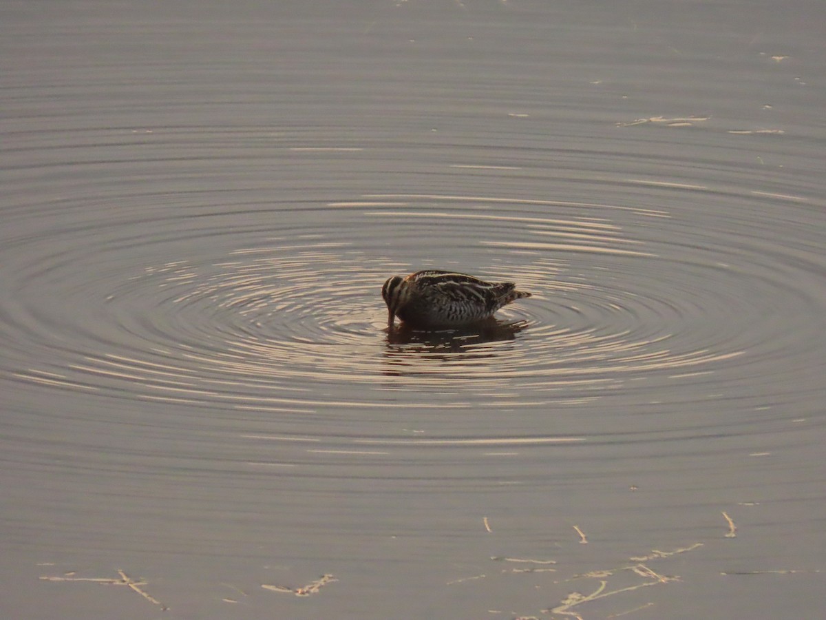 Wilson's Snipe - ML267974311