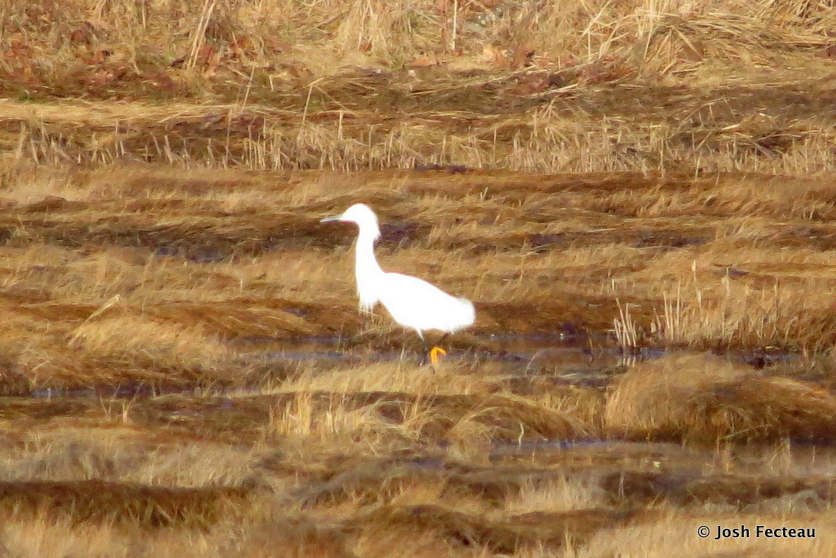 Snowy Egret - ML26797571