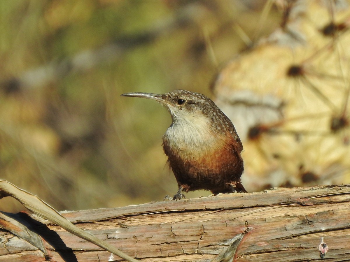 Canyon Wren - ML267976461