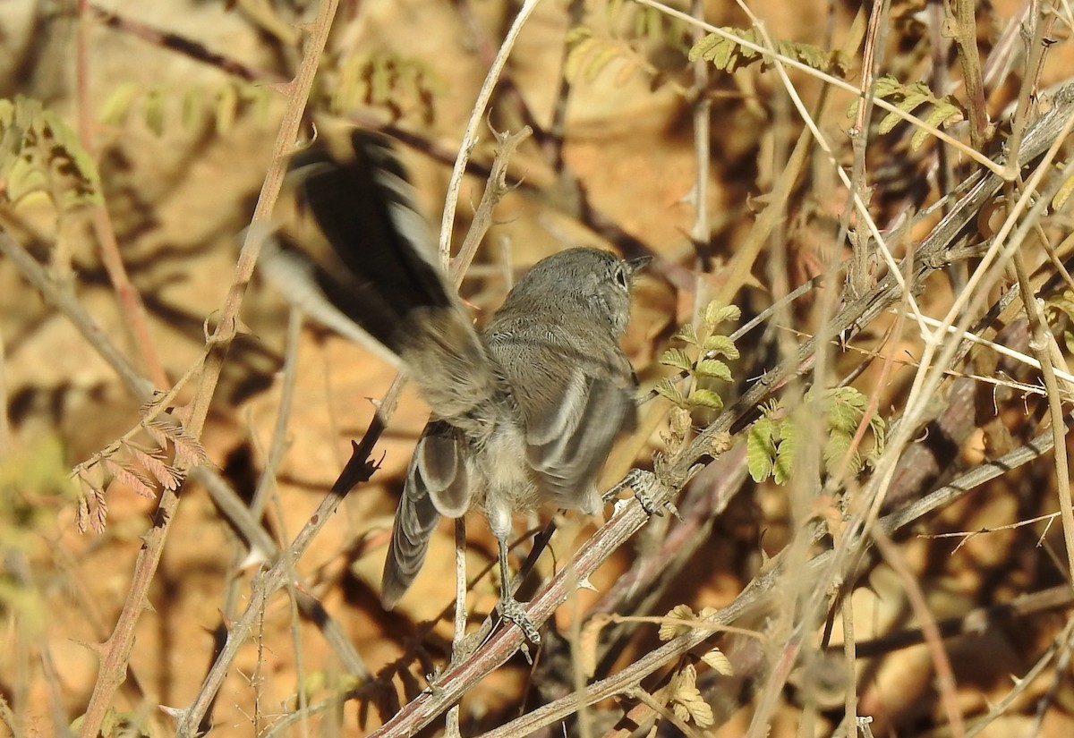 Black-tailed Gnatcatcher - ML267977081