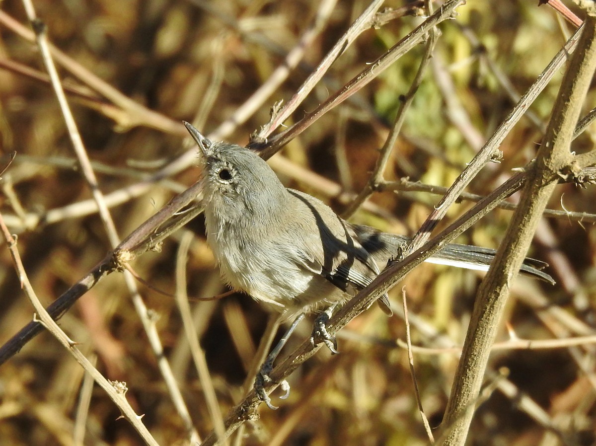 Black-tailed Gnatcatcher - ML267977091