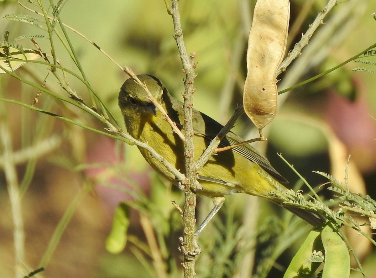 Orange-crowned Warbler - ML267977141