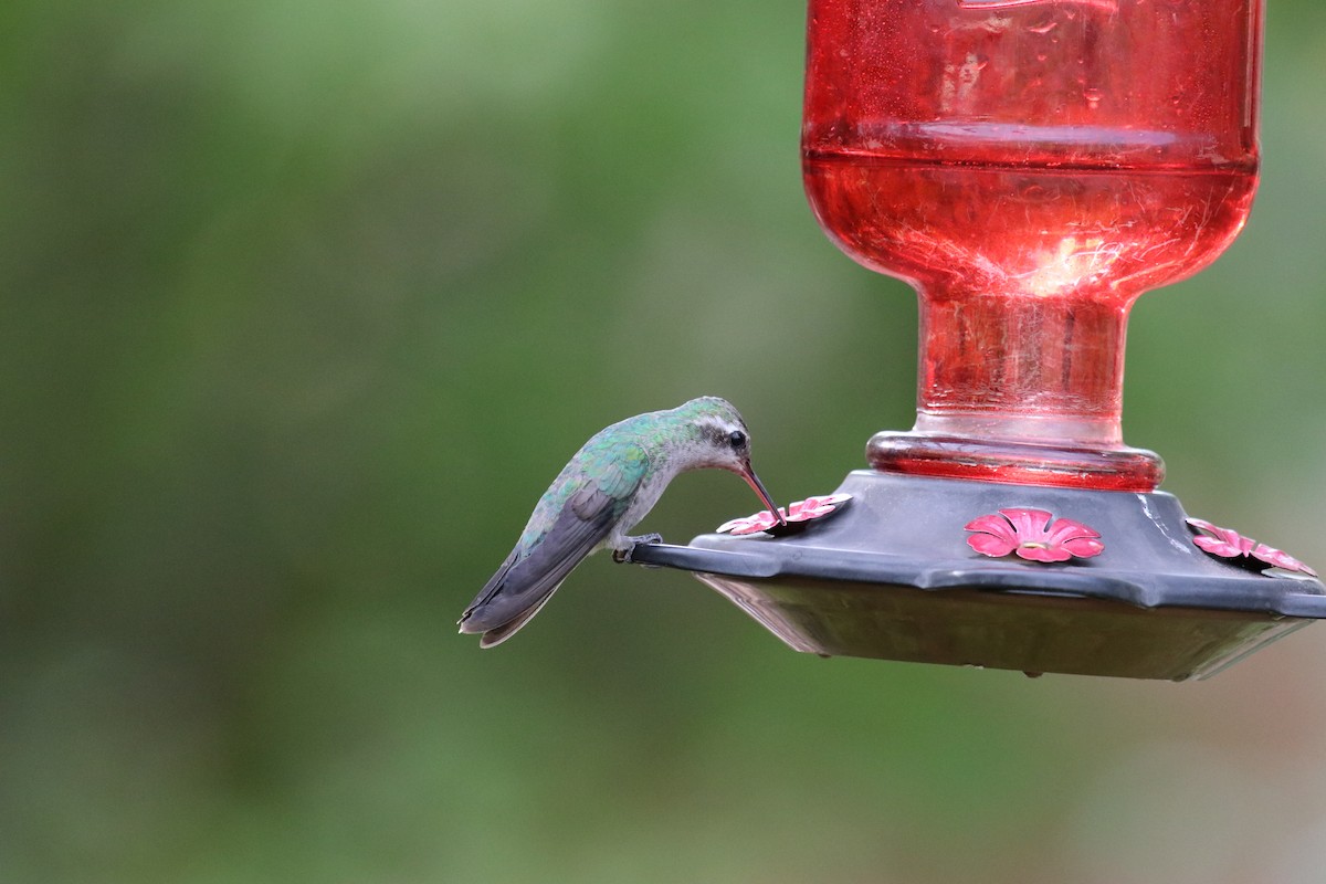 Broad-billed Hummingbird - ML267978171