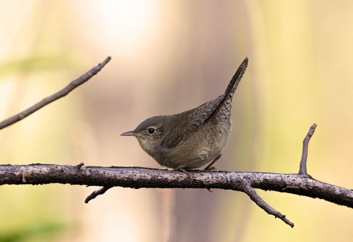 House Wren - ML267978691